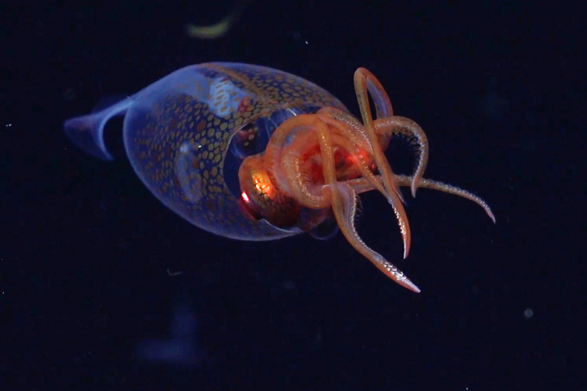 A colossal squid was captured on camera during an expedition to the South Sandwich Islands in the South Atlantic Ocean on March 9.