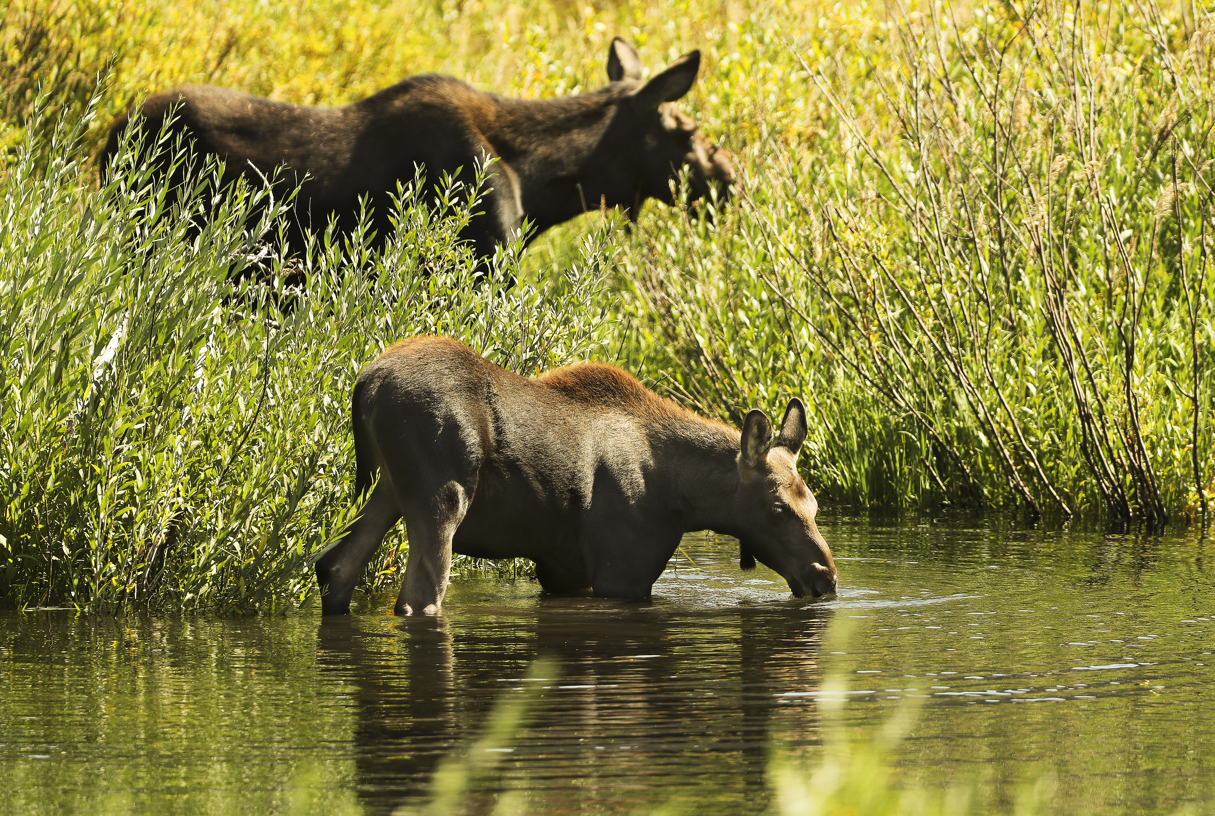Take a break, relax, and join millions of viewers watching some moose swim down a river in northern Sweden.