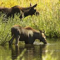 Have You Seen This? Swedes livestream moose migration 24/7