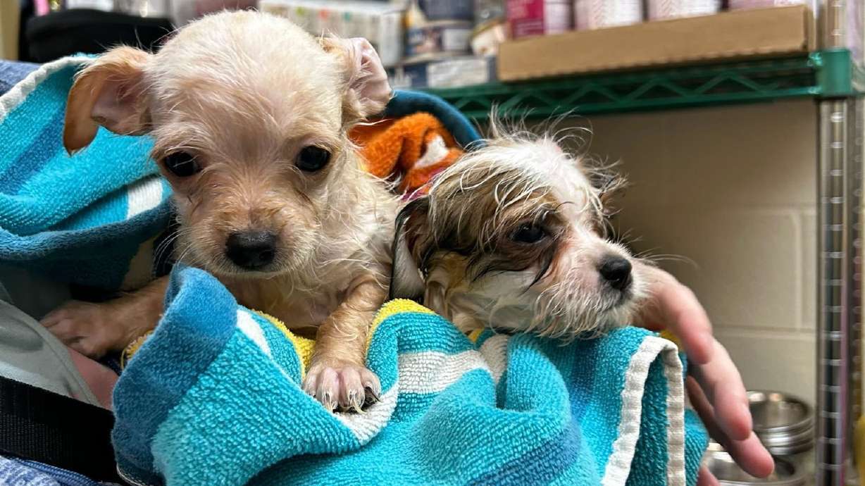 Two of the 156 dogs removed by authorities from an Ogden home and now getting care at the Weber County Animal Services offices. The photo was posted to social media Thursday.