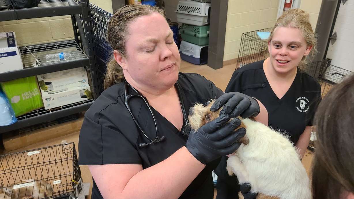 Veterinarian Avery Young examines one of the 156 dogs removed by authorities from an Ogden home and now getting care at the Weber County Animal Services offices. The photo was posted to social media Thursday.