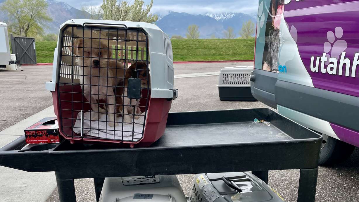 One of the 156 dogs removed by authorities from an Ogden home is awaiting transfer from the Weber County Animal Services offices in Ogden to a Humane Society of Utah facility on Thursday.
