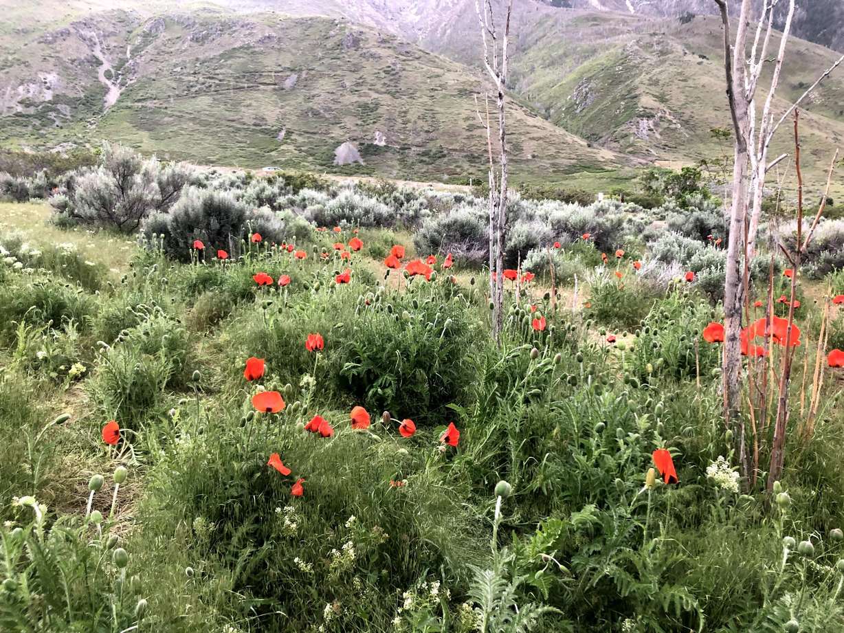 The best places to see spectacular spring flowers in Utah Valley