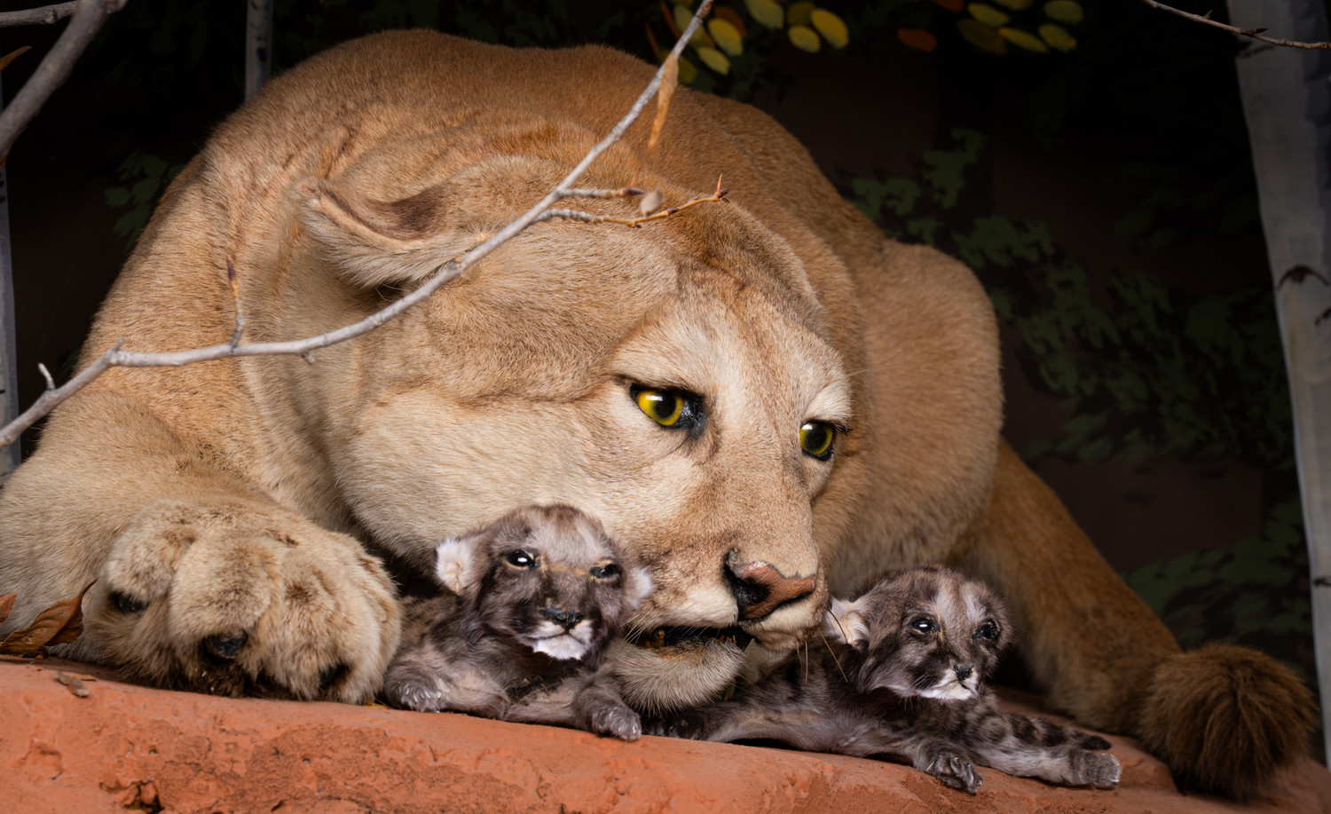 nude favdolls Mizuki xxx.