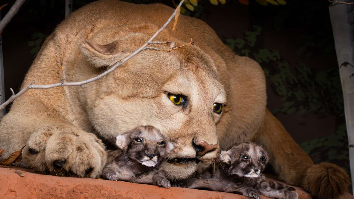 Taxidermy mountain lions perch on a rock at the Bryce Canyon Wildlife Conservation Museum.