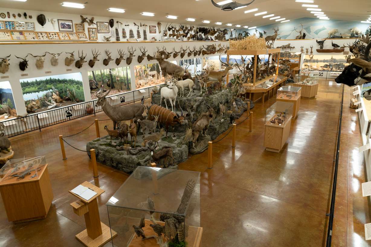 The Bryce Canyon Wildlife Conservation Museum promotes conservation through its large collection of taxidermy.