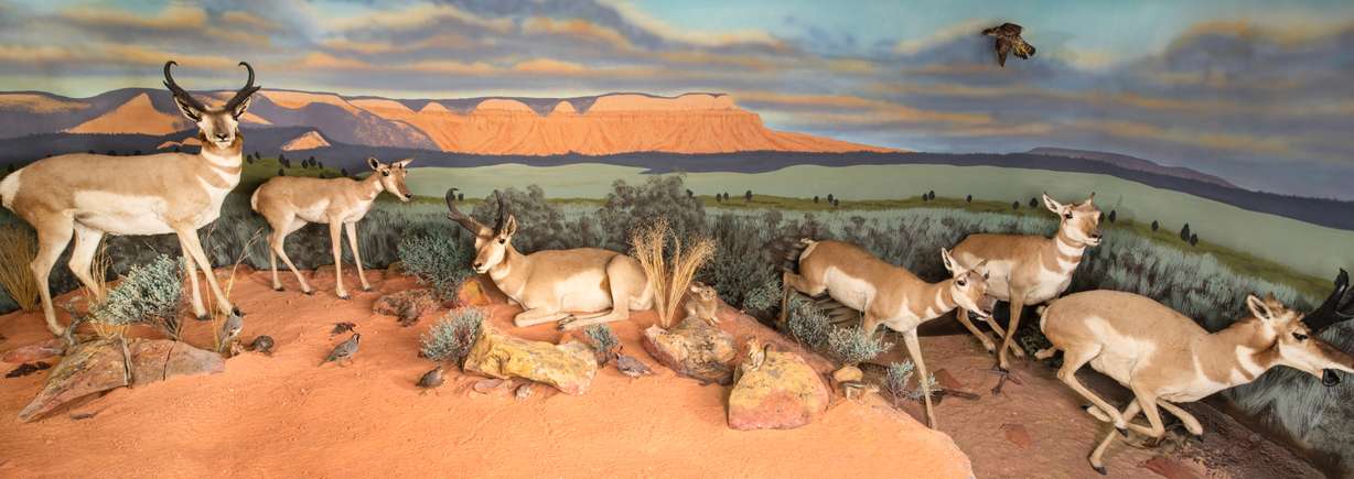 A diorama at Bryce Canyon Wildlife Conservation Museum shows taxidermy pronghorn antelopes.