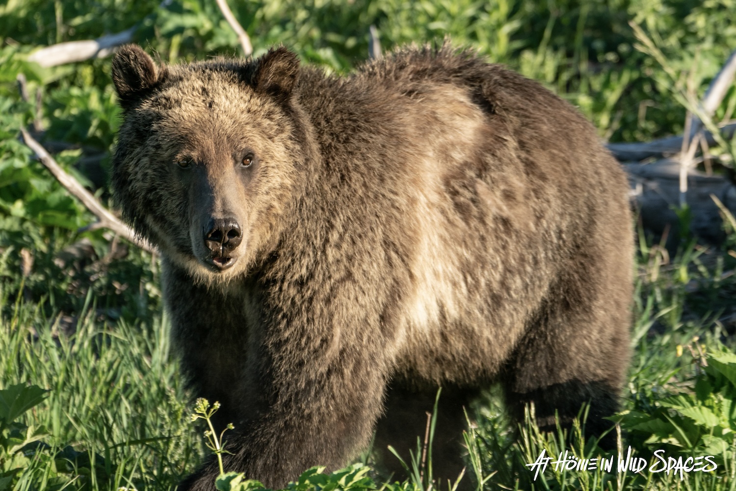 Have grizzly bears returned to Utah?