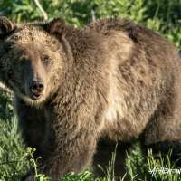 Have grizzly bears returned to Utah?