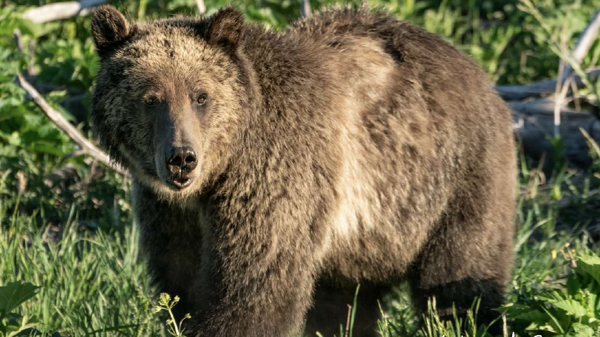 A grizzly bear is seen in June 2022 at Yellowstone National Park.