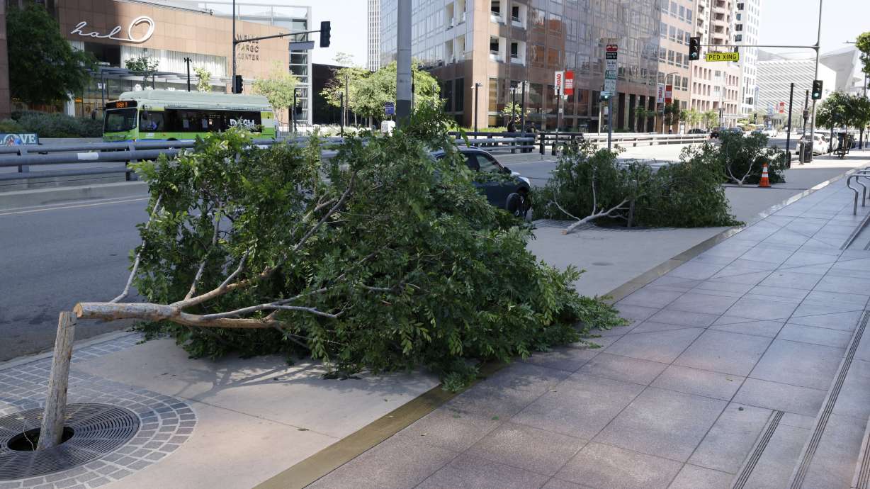 Trees lie on the street after being cut the previous Friday night on Easter Sunday in Los Angeles. Los Angeles police say they have arrested a man who used a chain saw to cut down said trees in at least three neighborhoods around the city.