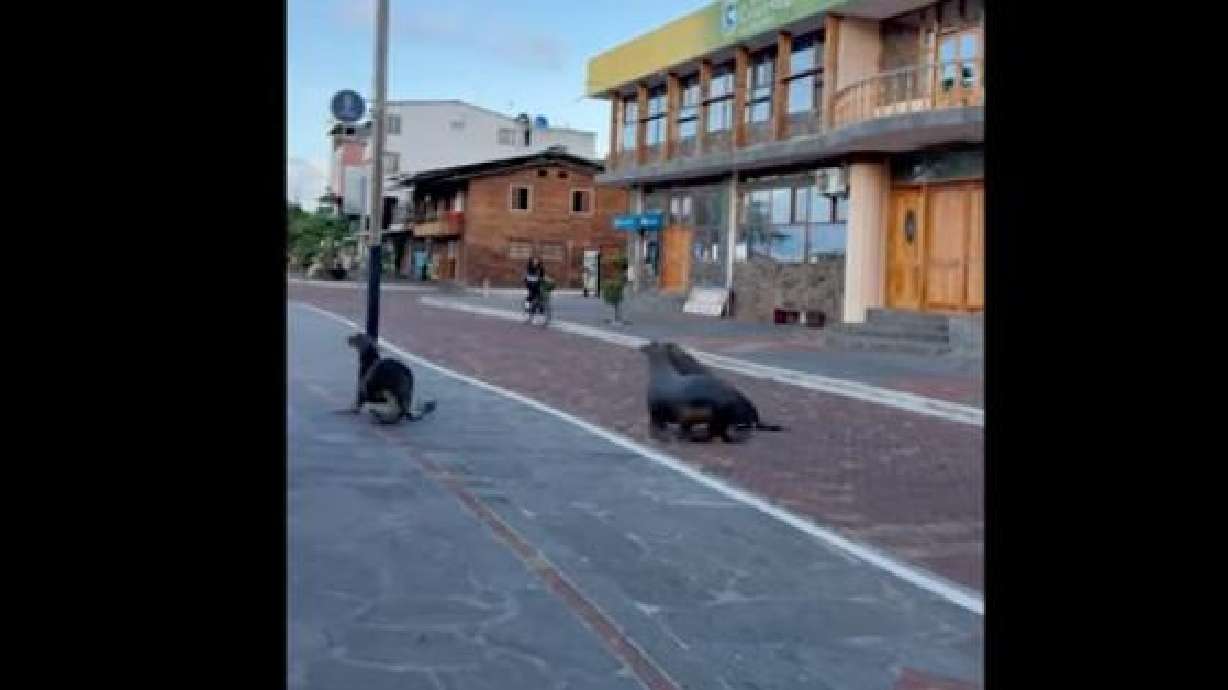 Sea lions travel the main drag on San Cristóbal Island, Ecuador, on March 16.