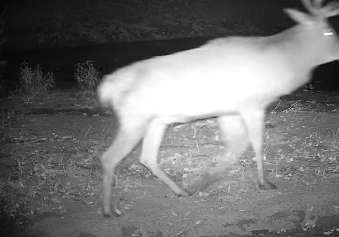 Have You Seen This? Just a couple of pals out for a late-night stroll