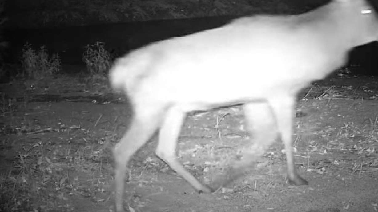A deer is out for a stroll with an unlikely partner in this March 19 video from Woodford, Queensland, Australia.