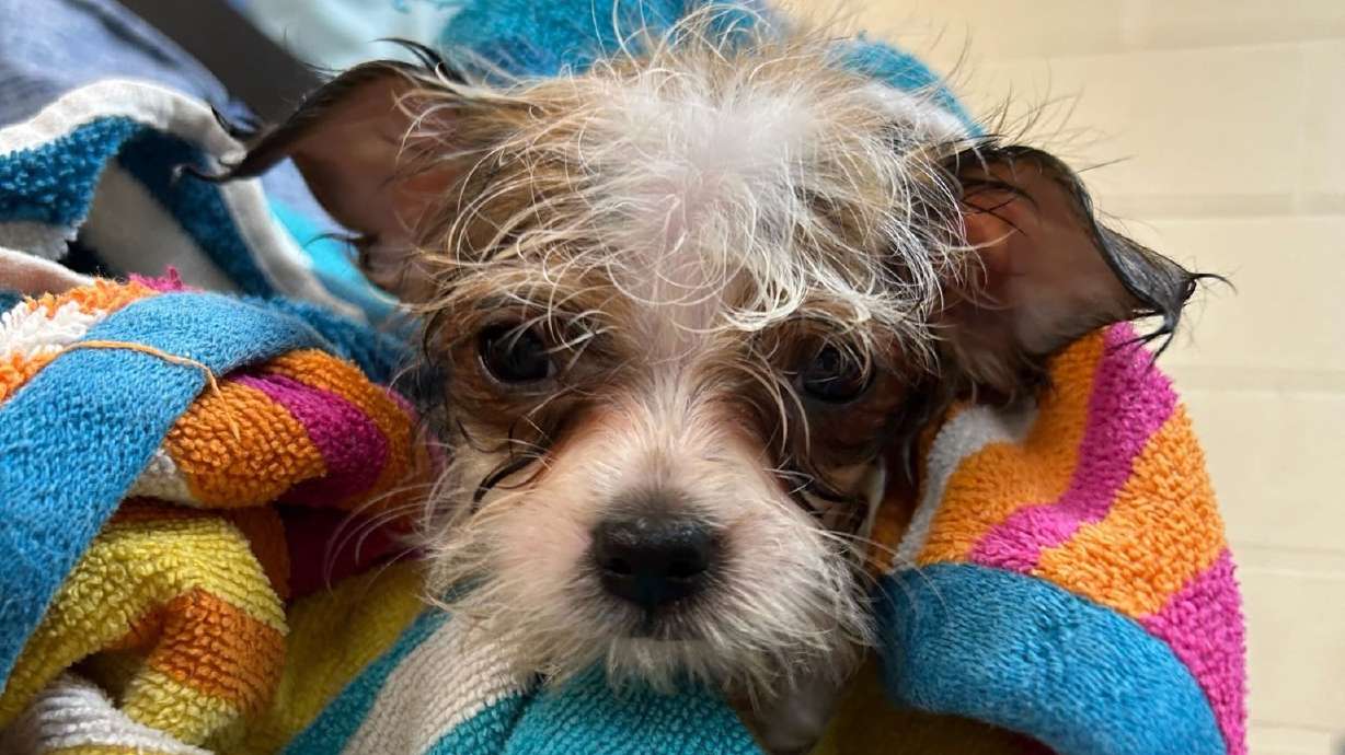 One of the 156 dogs removed from a home in Ogden on April 15 is pictured on April 17 at Weber County Animal Services in Ogden. Some of the dogs are starting to find new homes.