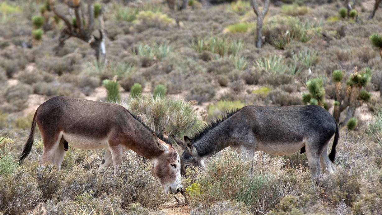 Two wild burros graze in the desert along state Highway 156, north of Las Vegas. Care of burros by the Bureau of Land Management is facing additional scrutiny.