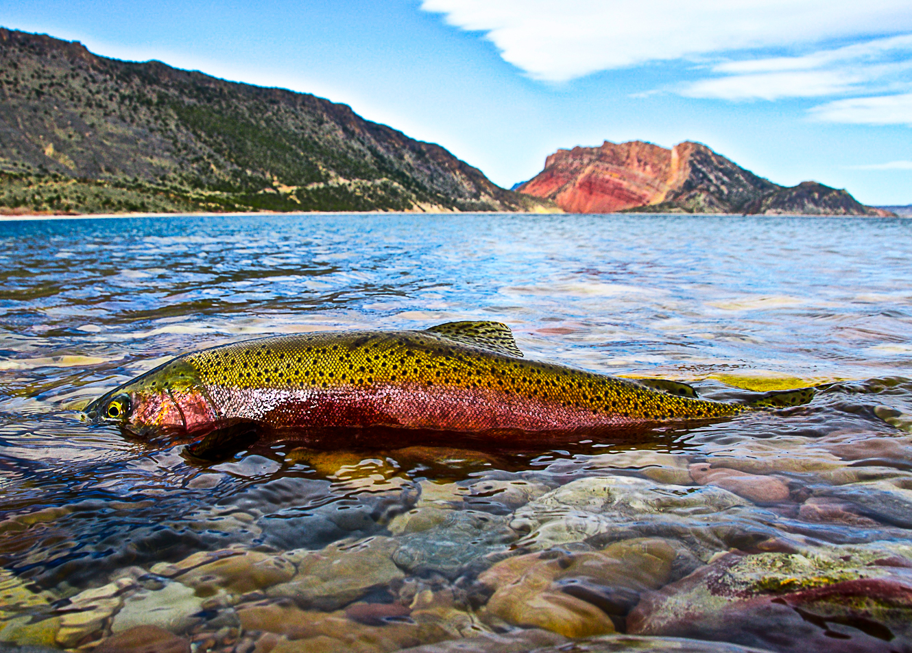 Enjoy endless outdoor fun — and Flaming Gorge — in Daggett County
