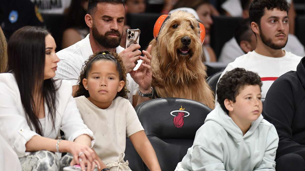 Brodie, a goldendoodle, watches the Cleveland Cavaliers play the Miami Heat during the first half in Game 3 of an NBA basketball first-round playoff series, Saturday, April 26, 2025, in Miami.