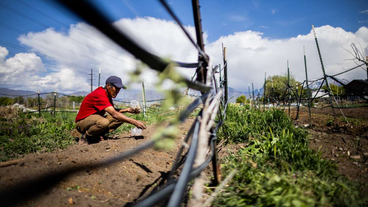 Brangtawng Sayaw plants garlic at New Roots Redwood Farm in West Valley City on Thursday. New Roots provides refugee farmers with the opportunity to grow and market a variety of crops.