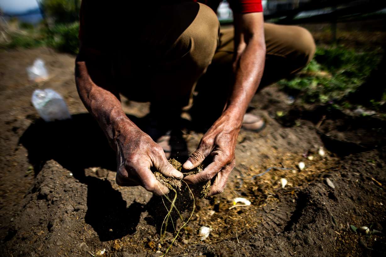 Brangtawng Sayaw plants garlic at New Roots Redwood Farm in West Valley City on Thursday.
