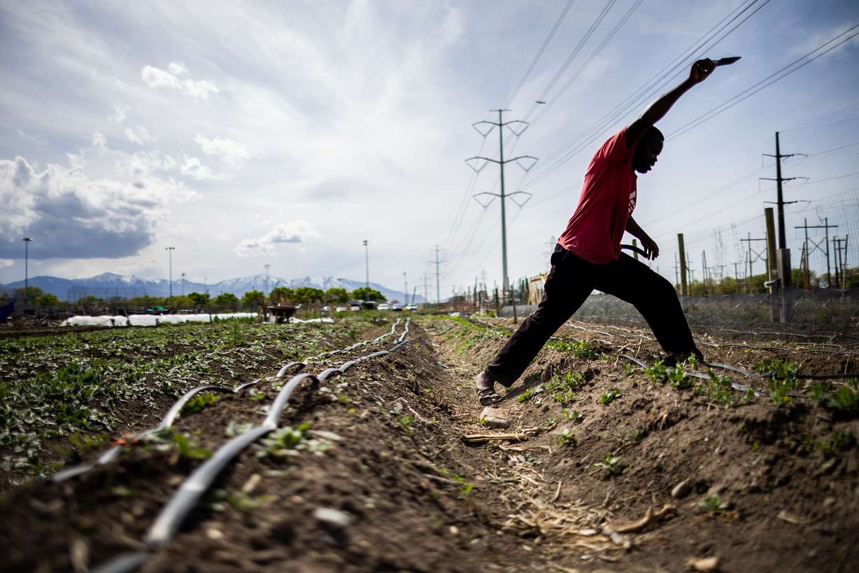 Nathaniel Moudoubaye Yalinga finishes planting onions at New Roots Redwood Farm in West Valley City on Thursday.