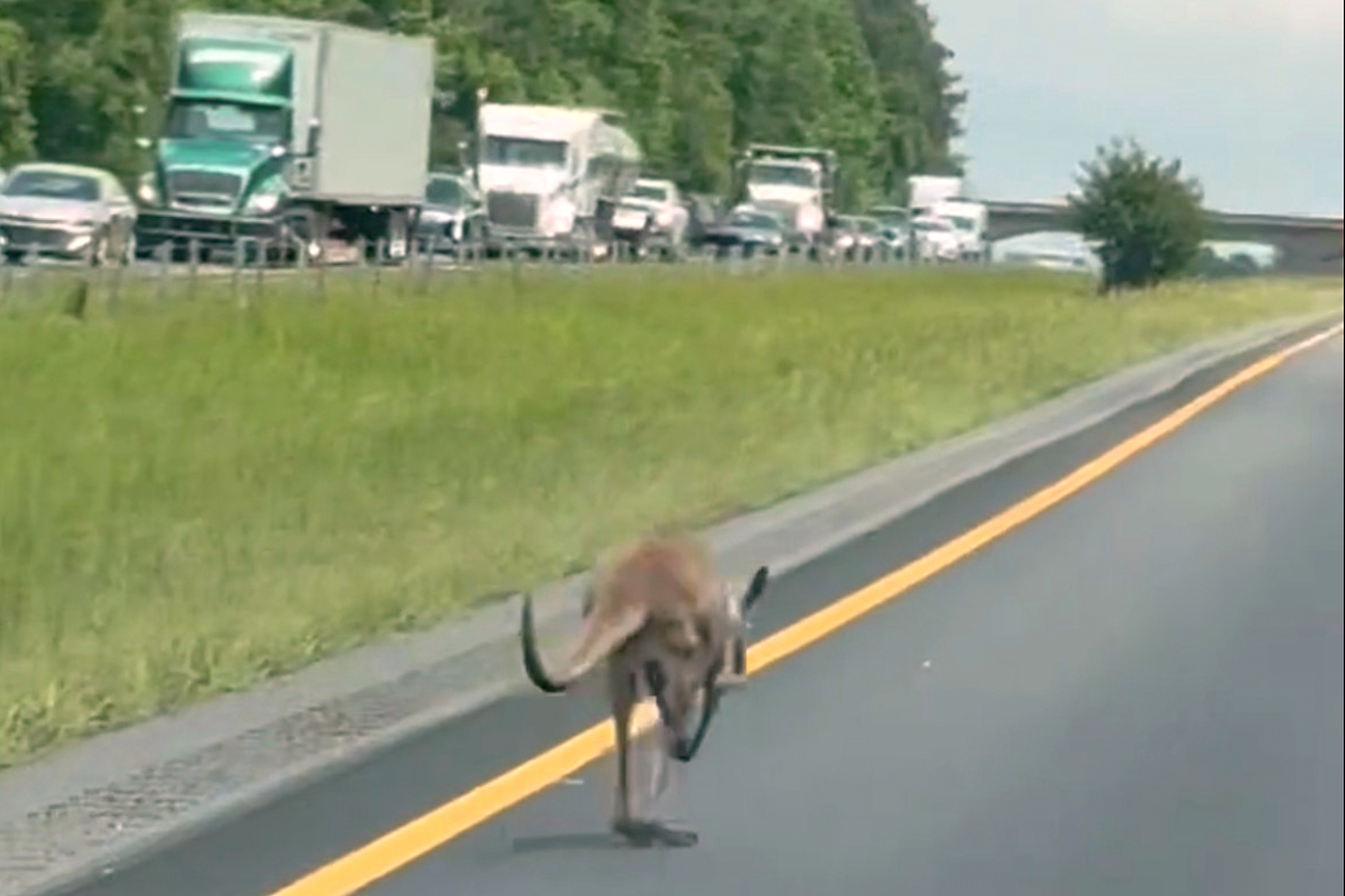 In this image taken from video, a runaway kangaroo moves down a stretch of interstate in Tuskegee, Ala., Tuesday.