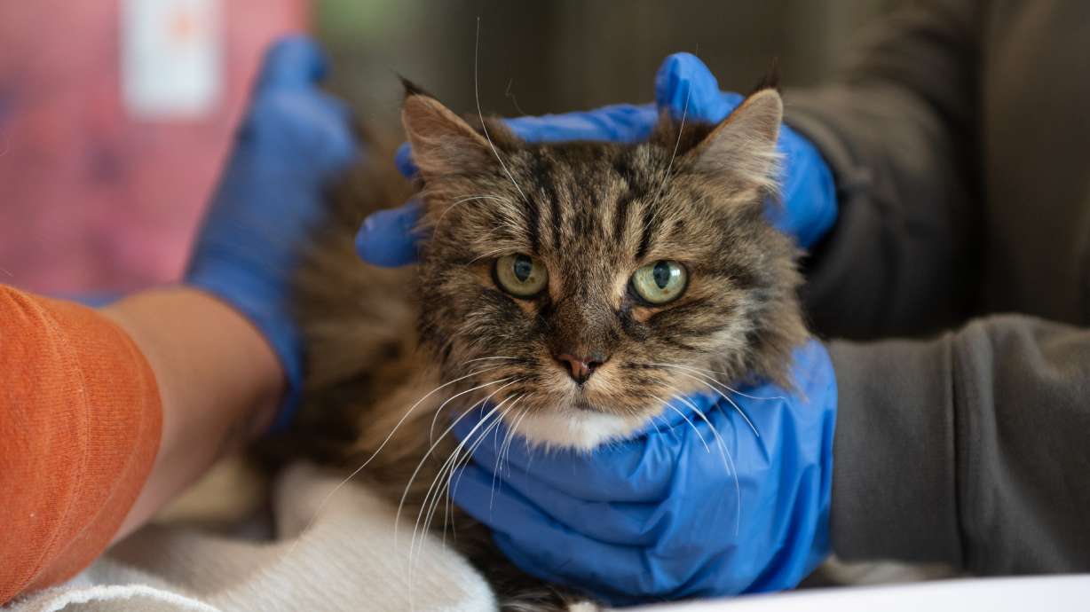 Mirage is pictured at the Best Friends Animal Society’s Sanctuary in Kanab. The feline survived a fall that killed her owners at Bryce Canyon National Park.