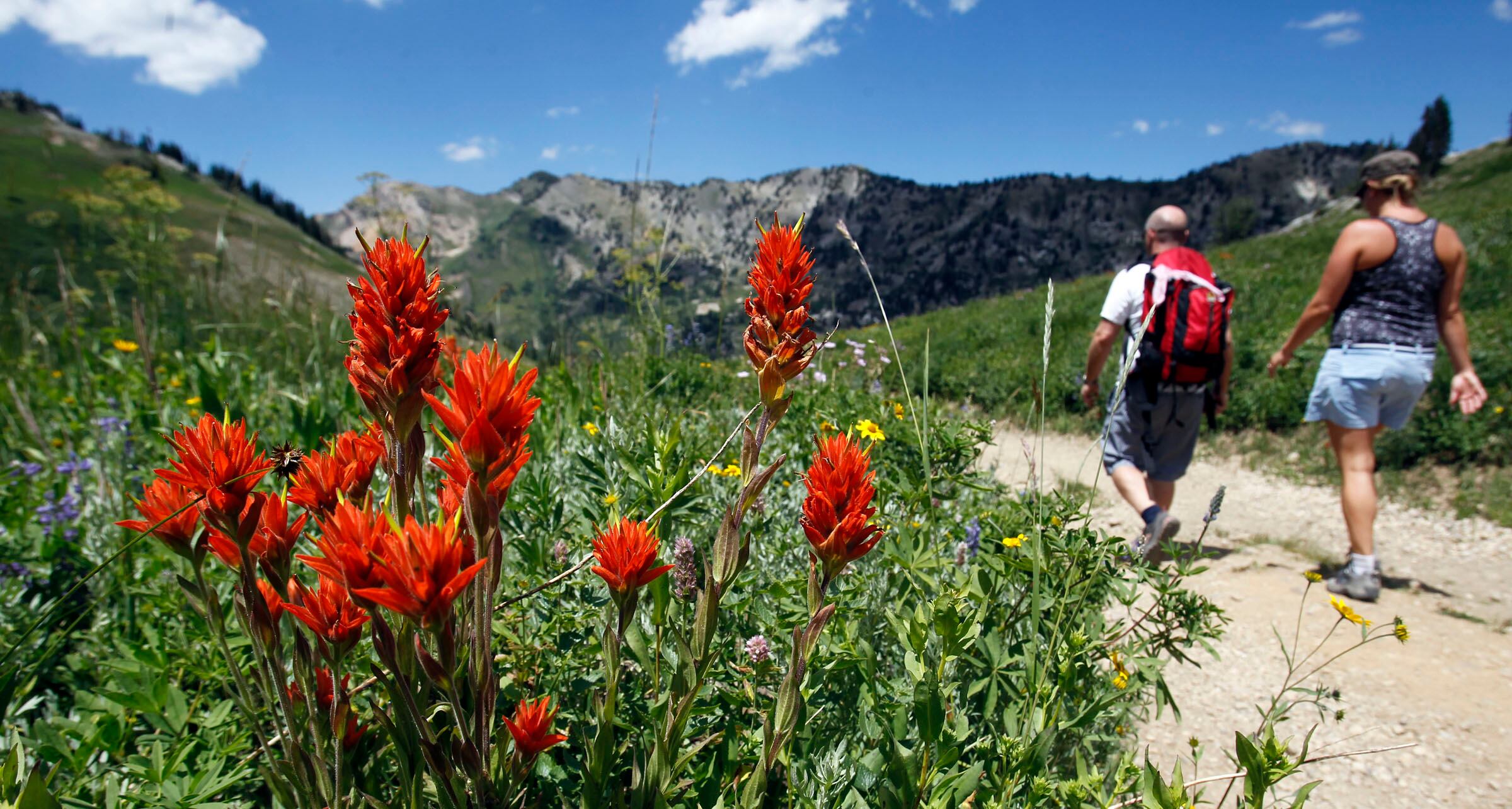 The Wildflower Festival at Alta ski area on July 28, 2012. As winter sheds its white coat, Utah's canyons will be awash in vibrant spring and summer colors.