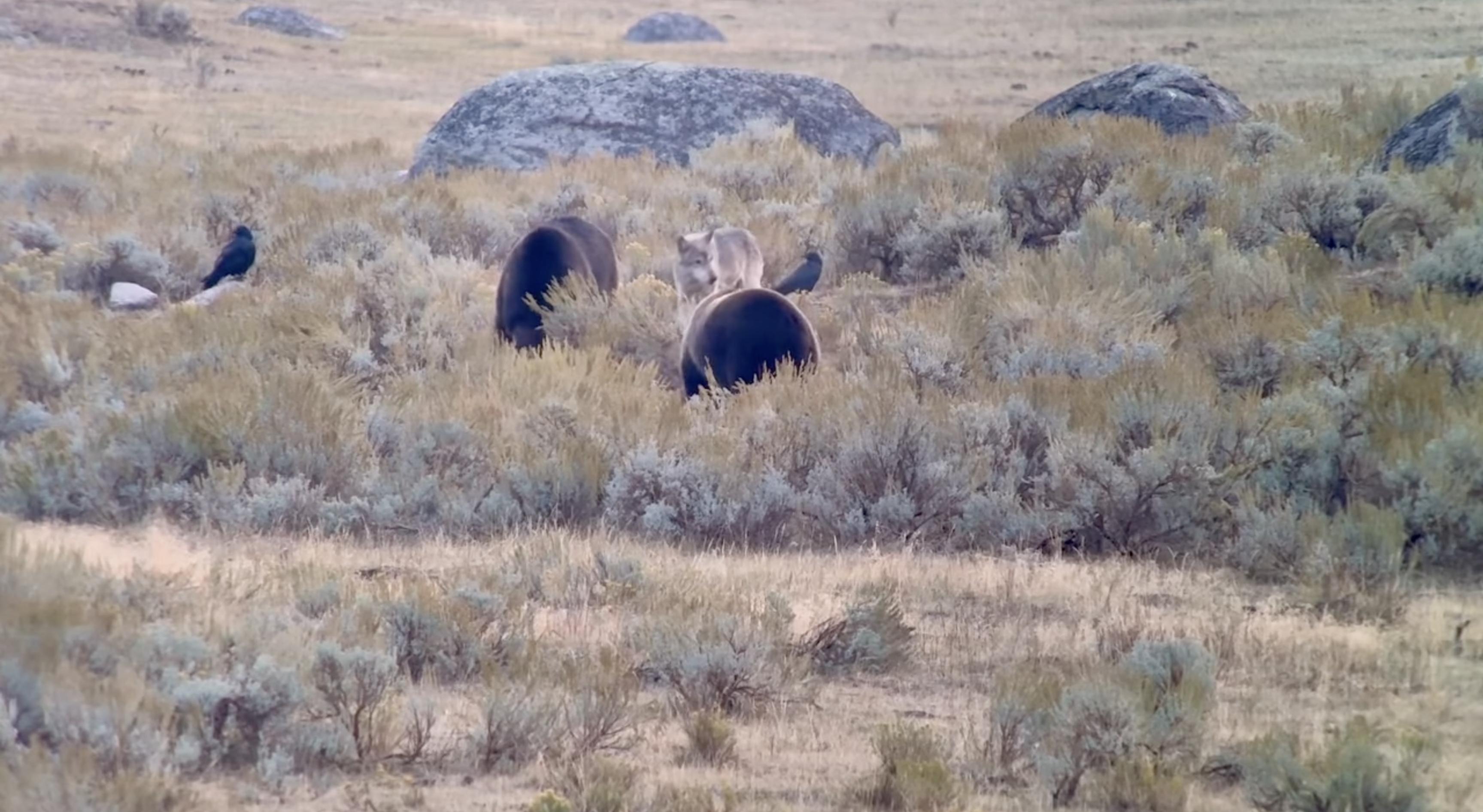 A video taken in Yellowstone National Park shows a lone female wolf competing with two grizzly bears for the rights to an bison carcass.