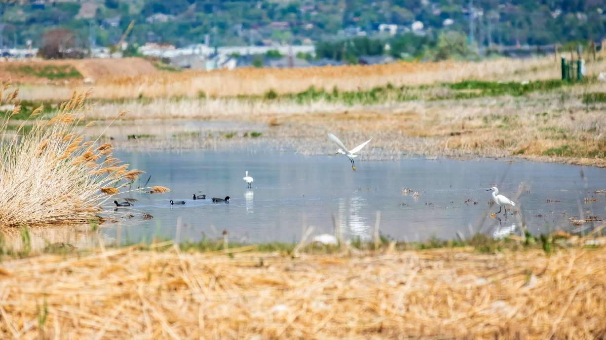 Birds move around Farmington Bay Waterfowl Management Area in Farmington on May 2. The area is one of 30 in the state that now requires a fishing or hunting license to access, but lawmakers are exploring future changes to the law.