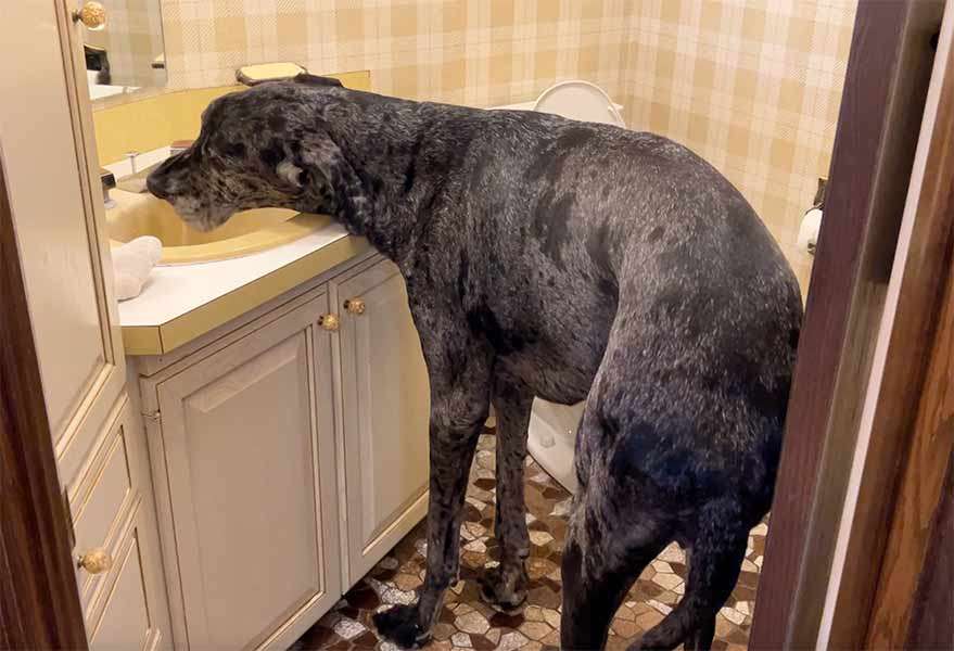 Reginald drinking from the sink at his Idaho Falls home.