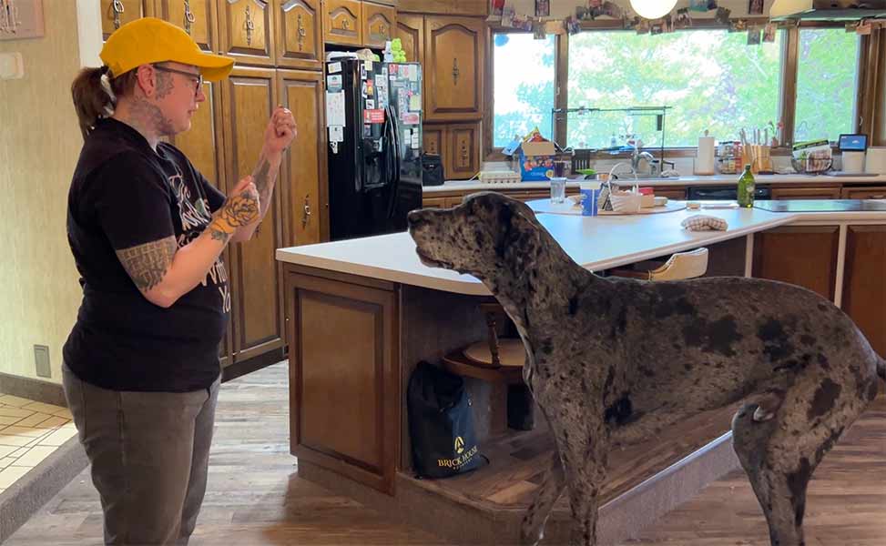 Meet Reginald, the world's tallest dog, who lives in Idaho Falls