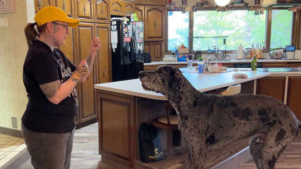 Reiss giving commands to Reginald for a treat.