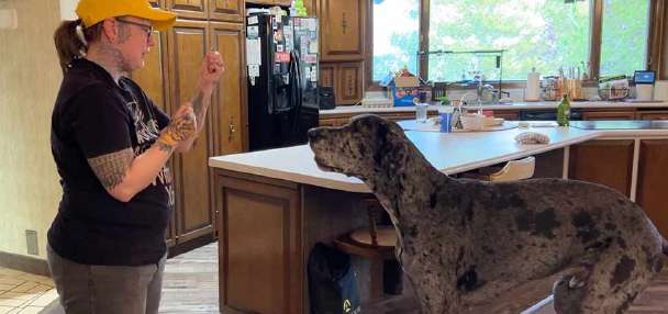 Meet Reginald, the world's tallest dog, who lives in Idaho Falls