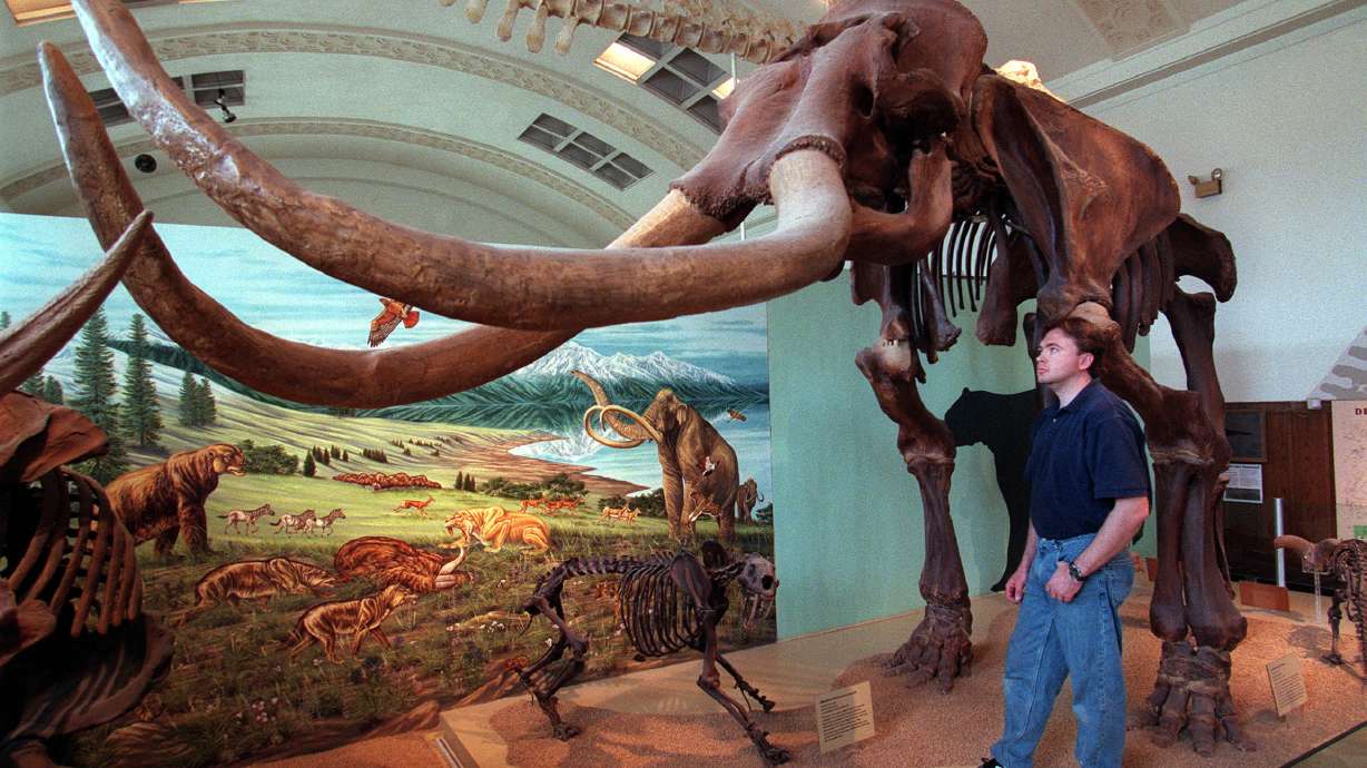 Will Black, musuem exhibit preparer, looks over Huntington Mammoth on exhibit at Fairview Museum on Jan. 28, 2002. Utah's new NHL team name puts the state's mammoth history back into the spotlight.
