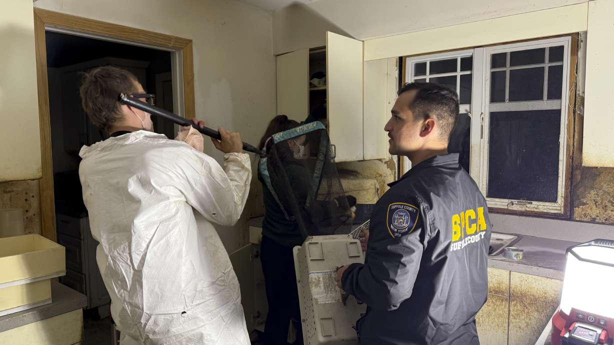 Cats are seized from a home in Bohemia, N.Y., on May 3. A suburban New York man has been charged with animal cruelty.