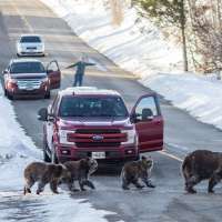 Male cub of Grizzly 399 killed in vehicle collision