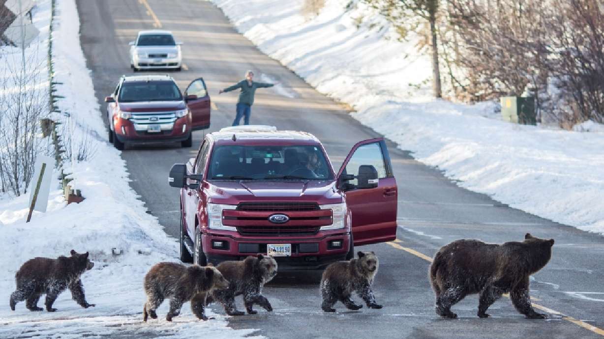 Grizzly bear No. 399 and her four cubs cross a road as Cindy Campbell stops traffic in Jackson Hole, Wyo., on Nov. 17, 2020.