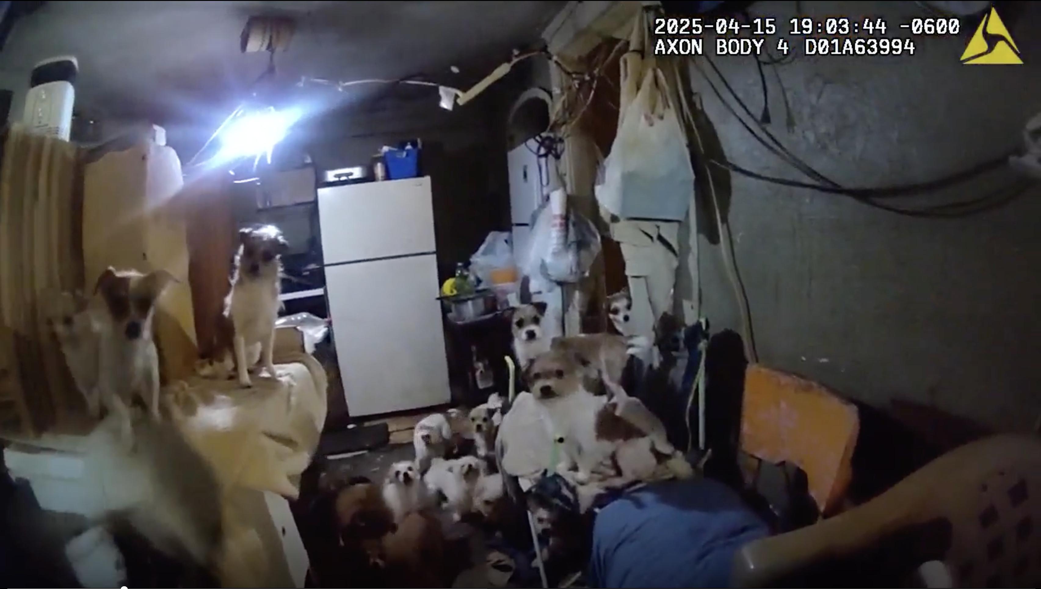An image from Ogden police body-camera video serving a warrant on April 15, at the Ogden home where 157 dogs and 11 cats were found and confiscated.