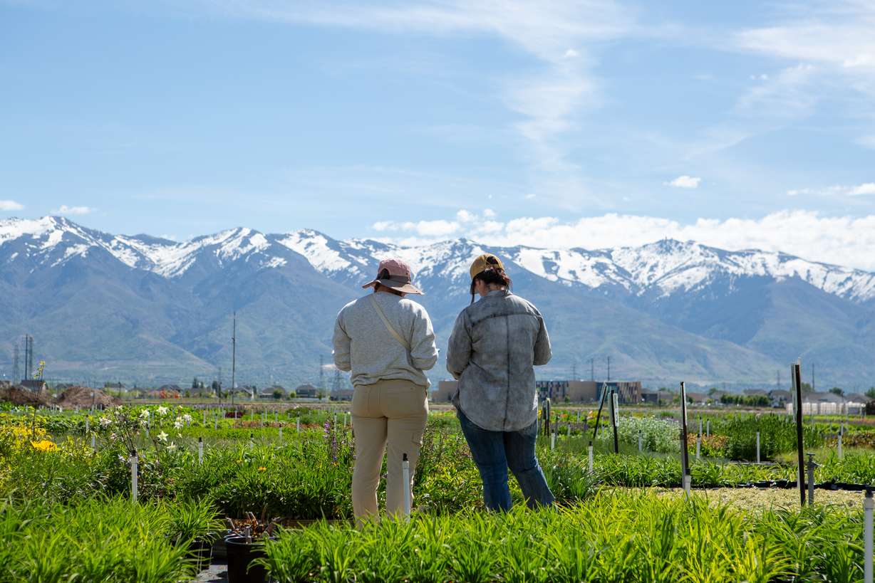 Perennial Favorites employees work in Layton on Thursday. Energy tax credits, which provide valuable relief to Utah business owners and municipalities, are at risk of being sunsetted by House Republicans.