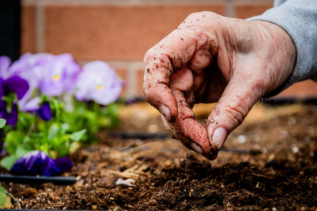 Sharl Karpf, 84, plants kale seeds in her patio garden at her home in Salt Lake City on May 5.