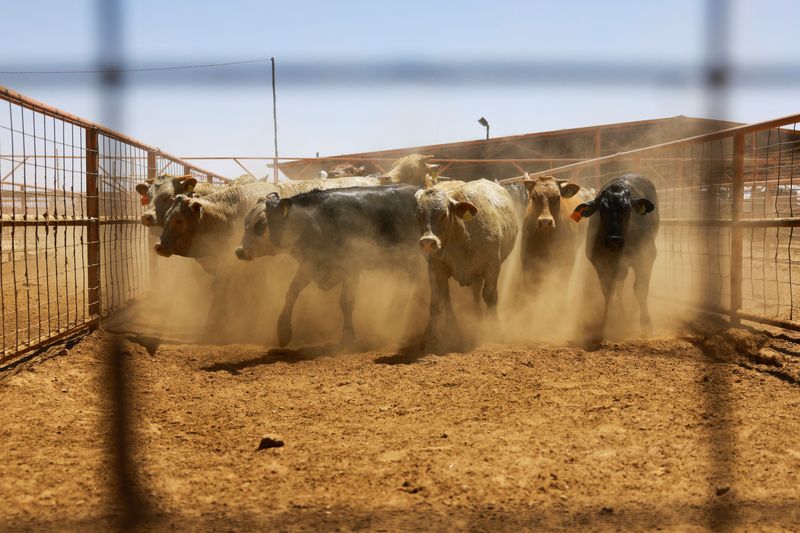 US suspends Mexican cattle, horse and bison imports over screwworm pest