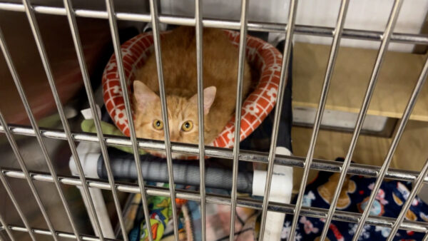 Scammers impersonate animal charities, hoping to intercept donations