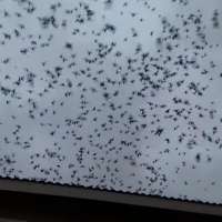 Have You Seen This? Flock of 'devil birds' fills the sky over a California home