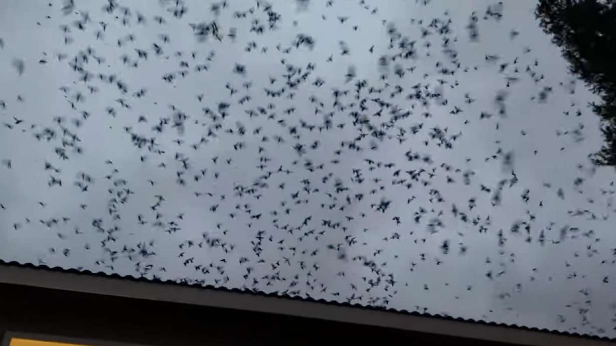 A flock of Vaux's Swifts fill the skies over a home in Corona, California, on May 4.