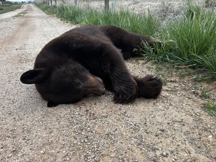 Bear struck, killed by vehicle near Bear Lake 