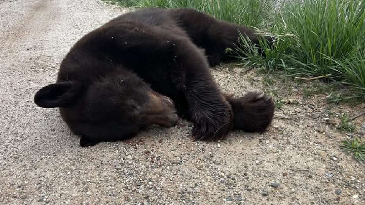 A black bear was struck and killed by a vehicle near Bear Lake, state park officials said Wednesday.