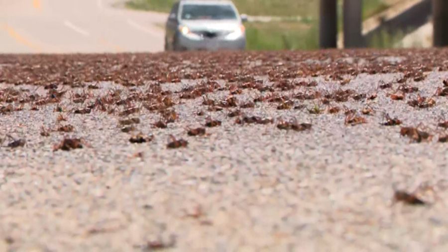 Mormon crickets take over Holden and Fillmore area