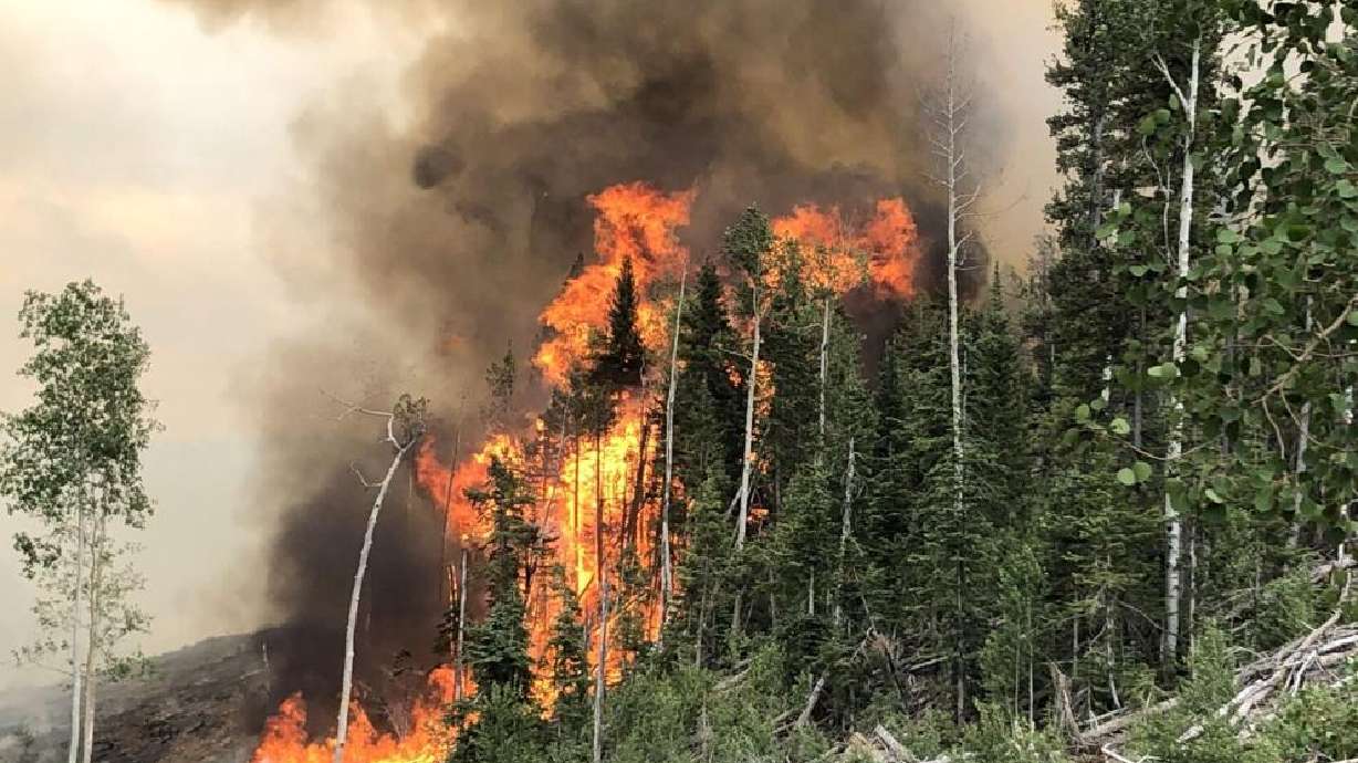 The Trump administration aims to increase lumber production in the U.S. while simultaneously reducing wildfire risk on federal lands across the country, including Dixie National Forest, but some are concerned it could make matters worse.