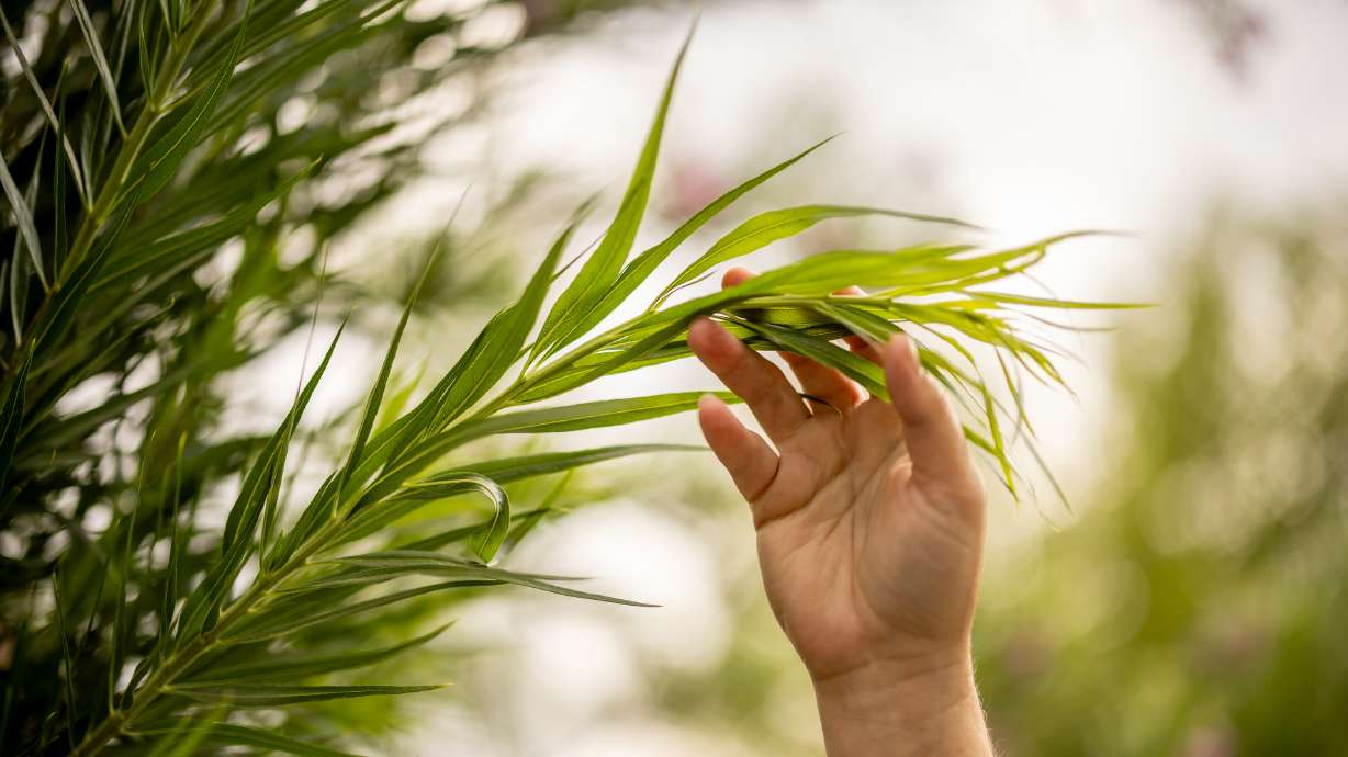 Utahns are using self-care apps to help them accomplish goals and improve their mental health.